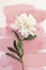 White peony on light blush pink background. Summer flower Peony Vertical Print.