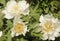 White peony of luoyang china