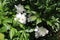 White peony with a yellow-black butterfly. Bright juicy flowers on the bush.