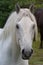 White Percheron Draft Horse