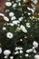 White perennial aster flowers in the garden, autumn background