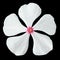 White Periwinkle Flower with Pink Center Isolated