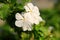 White Periwinkle Flowers