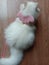 White Persia cute cat with wings