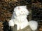 White Persian Cat