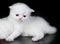 White persian cat