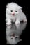 White persian cat