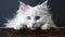 White Persian Cat with Big Eyes and Long Hair on Gray Background - AI generated