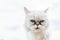 White persian cat with black Tear Stains under eyes. Cat portrait in nature