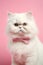 White Persian cat with bowtie on pastel pink background