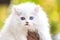 White persian cat and different eyes.
