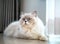 White Persian cat on the floor in living room