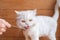 White persian cat licks the food at the spoon