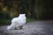 White persian cat looking at forest