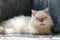 white Persian cat lying on floor and look at camera, pet and animal
