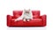 white Persian cat on a red sofa