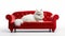 white Persian cat on the red sofa on isolated white background