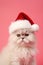 White Persian cat with Santa Claus Christmas hat in front of pink background