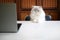 White Persian cat sit on the chair working serious with laptop