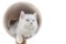 White persian cat and toy for pets