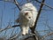 White Persian Cat in Tree