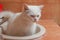 White Persian cat are urinating at the toilet sinks