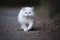 White persian cat walking outdoors