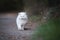 White persian cat walking towards camera