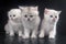 White Persian cats