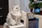 White persian chinchilla cat in front of a Christmas tree