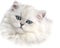 White Persian Kitten