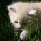 White Persian kitten\'s portrait