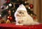 White persian kitten with santa hat on christmas tree room background.Macro.AI Generative