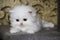 White Persian little kitten. Sweet fluffy kitty. Blue eyes. Ornate background. Beautiful funny animal,  Pretty domestic cute pet