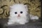 White Persian little kitten. Sweet fluffy nice kitty. Blue eyes. Ornate gold background. Beautiful funny animal,  Pretty domestic