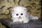 White Persian little kitten. Sweet fluffy nice kitty. Cat with blue eyes. Ornate gold background. Beautiful funny animal,  Pretty