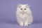 White persian longhair kitten with blue eyes sitting on a purpl