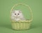 White persian longhair kitten in a green basket on a green background with blue eyes looking at the camera
