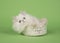 White persian longhair kitten lying down in a white lace basket