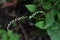 White persicaria filiformis