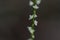 White persicaria filiformis
