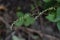 White persicaria filiformis