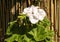 White  Pertunia surfinia on green leaf and cane  background.