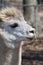 White Peruvian Alpaca Head Shot 2 - Vicugna pacos