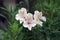 White Peruvian Lily