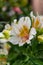 White Peruvian lily, alstroemeria, blooming