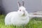 White pet rabbit with grey ears and nose grazing outdoors