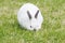 White pet rabbit with grey ears and nose grazing outdoors