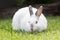 White pet rabbit with grey ears and nose grazing outdoors