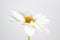 White petal dahlia centered on white background